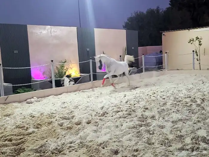 فرس واهو مكس لقاح 7
