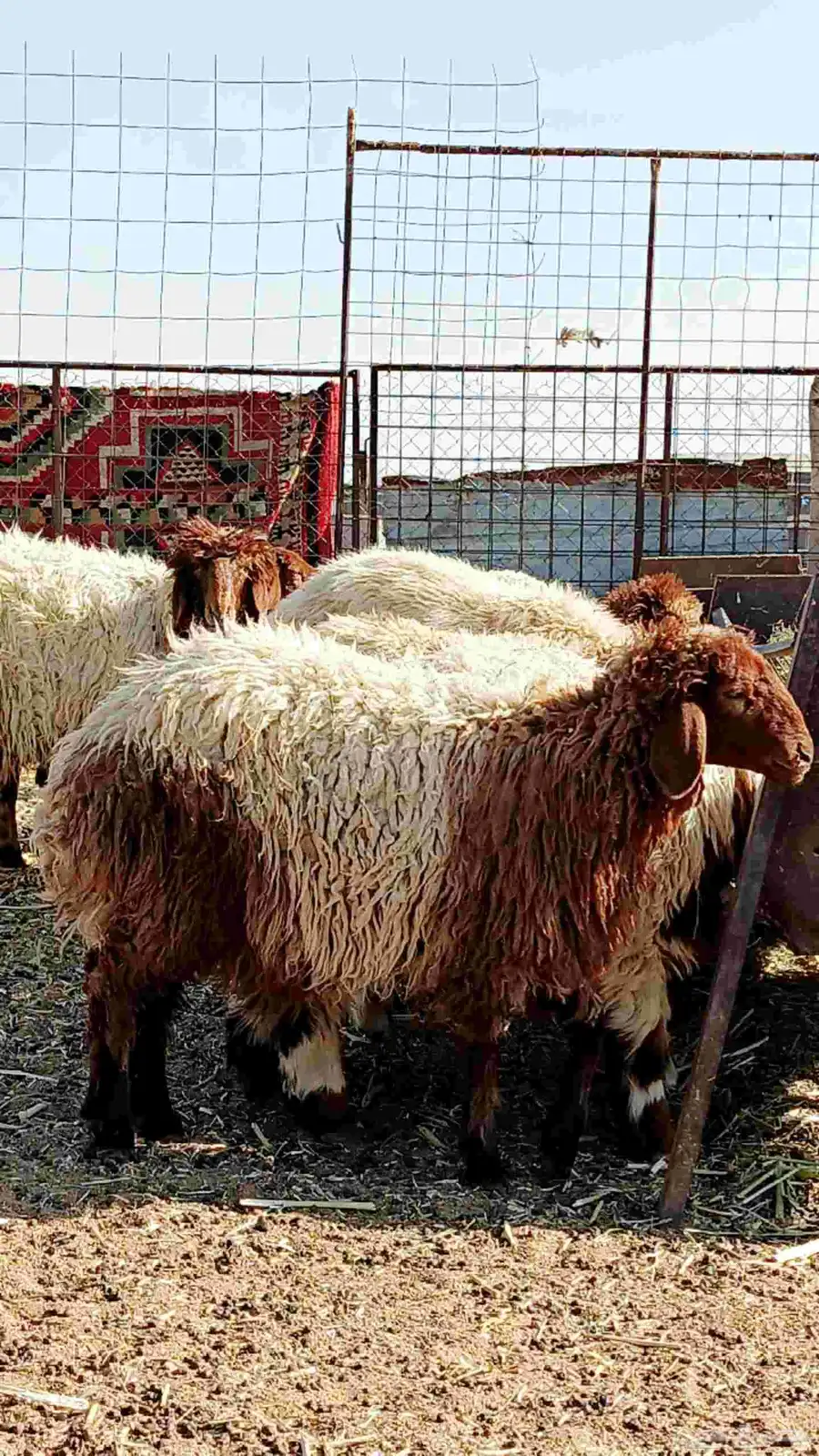 للبيع مراح نعيم جذعات وثنوات مع الفحل index