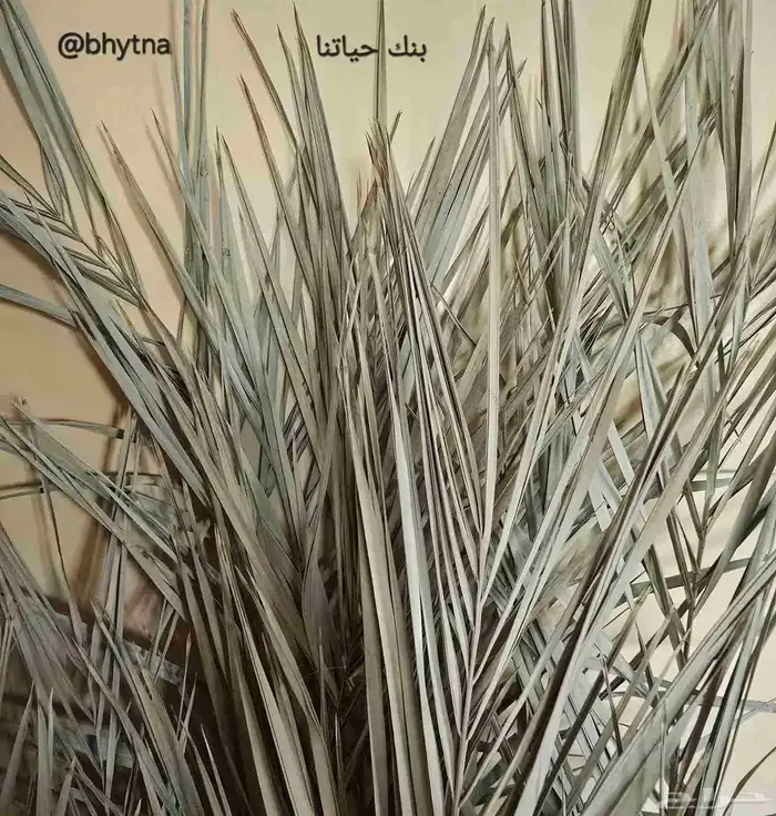 جريد النخيل ( سعف ) 1