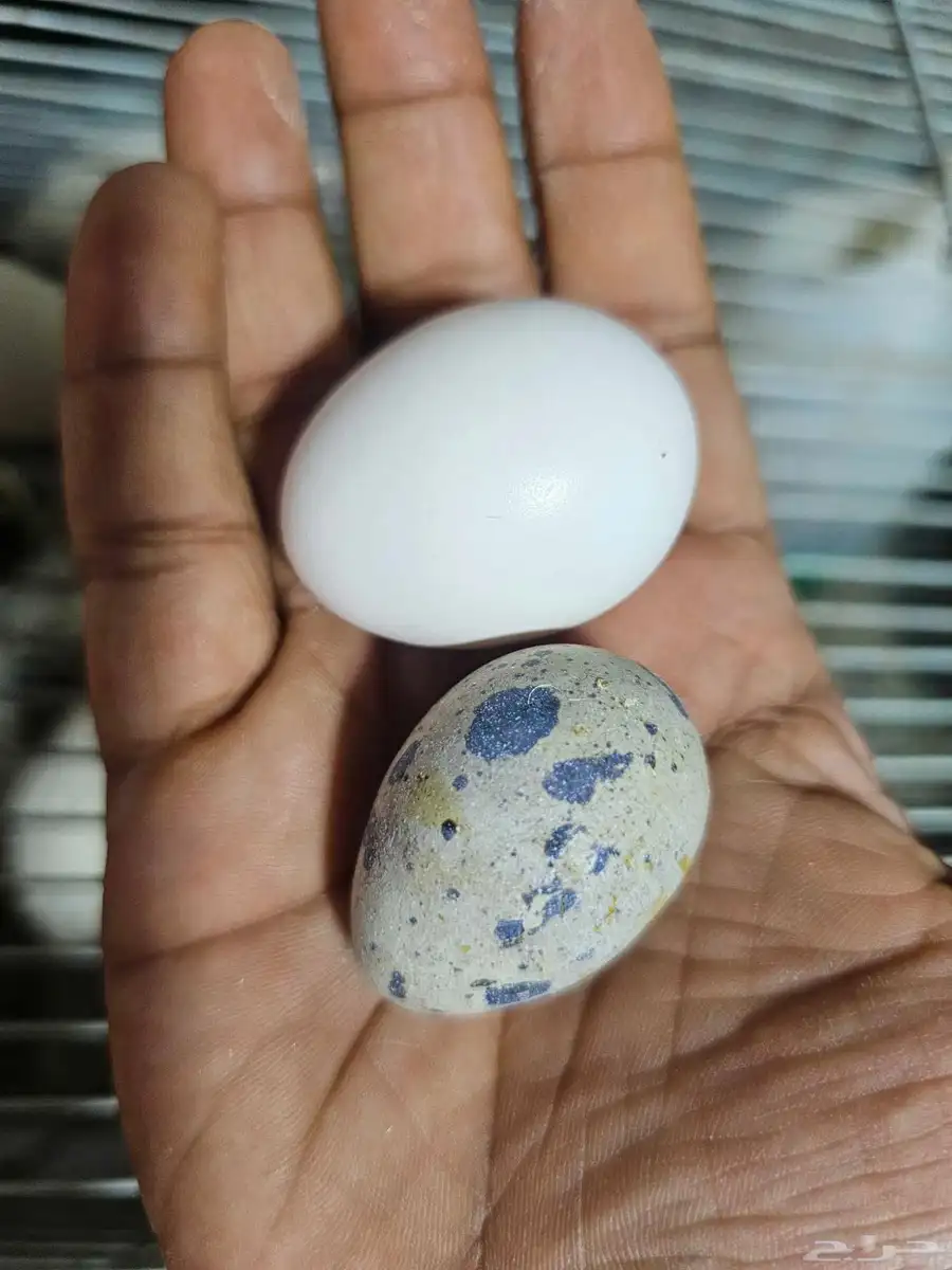 سمان تكساس سلالة أصلية أحجام سوبر سوبر جامبو 0