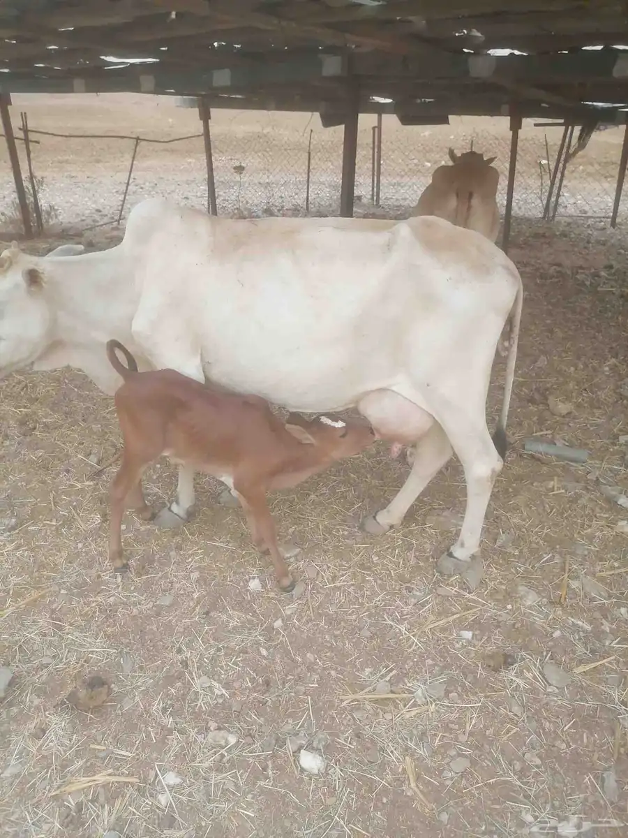 بقره معها عجل 0