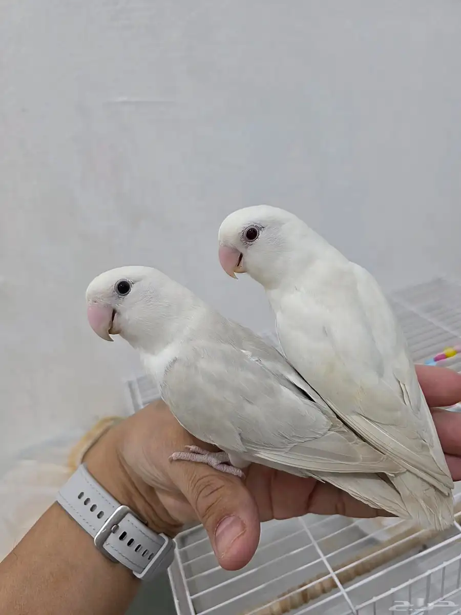 زوج روز ( أليف ) العمر اقل من سنه 2