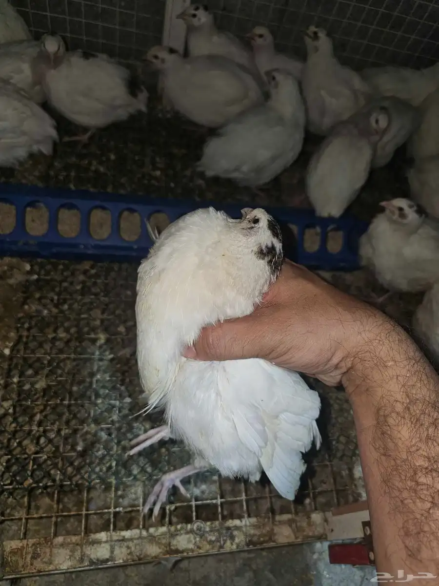 سمان تكساس سلالة أصلية أحجام سوبر سوبر جامبو 3