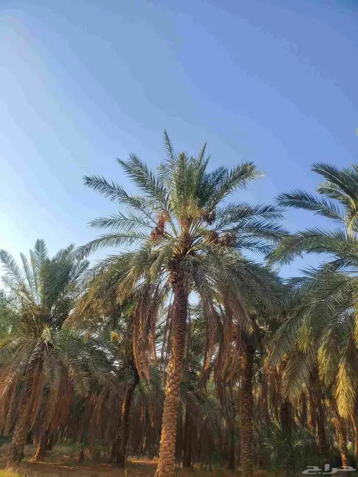 يوجد لدينا نخيل عربي مثمر جميع الأنواع كما نوصل للجميع انحا 4