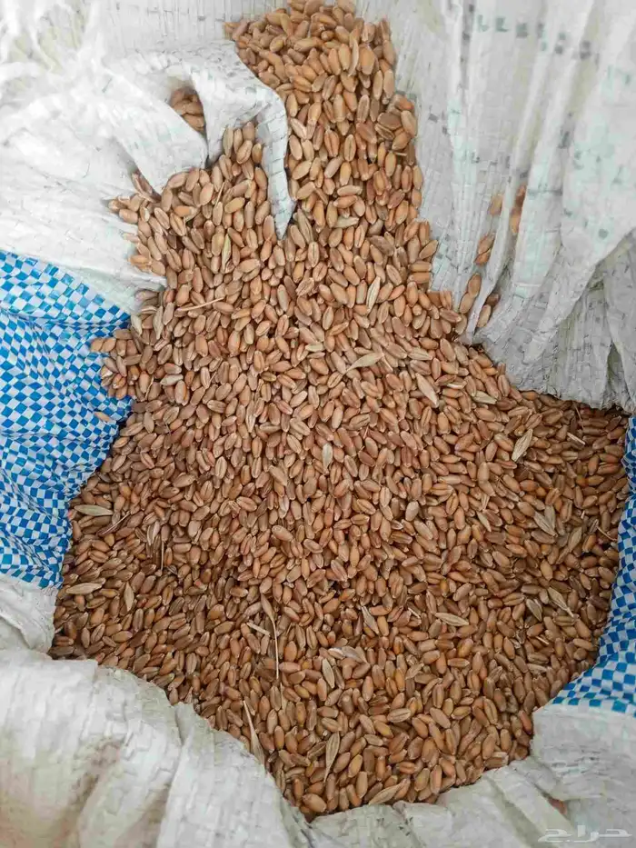 حنطة للبيع 1