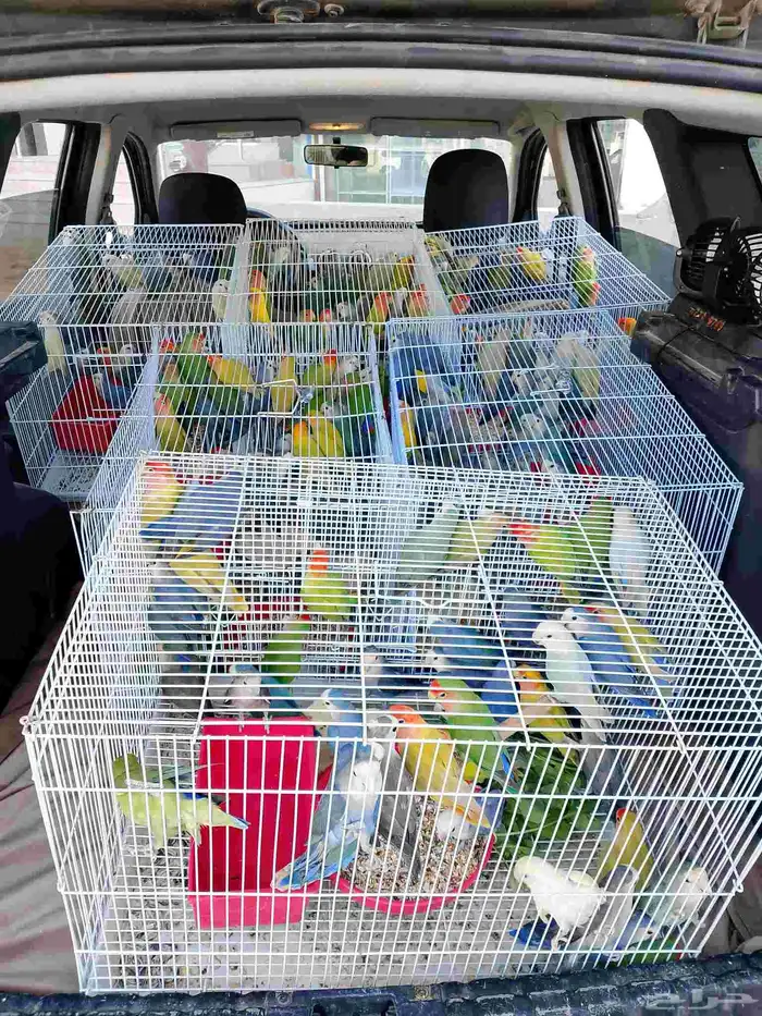 موصل طيور حيوانات اليفه أمانات 1