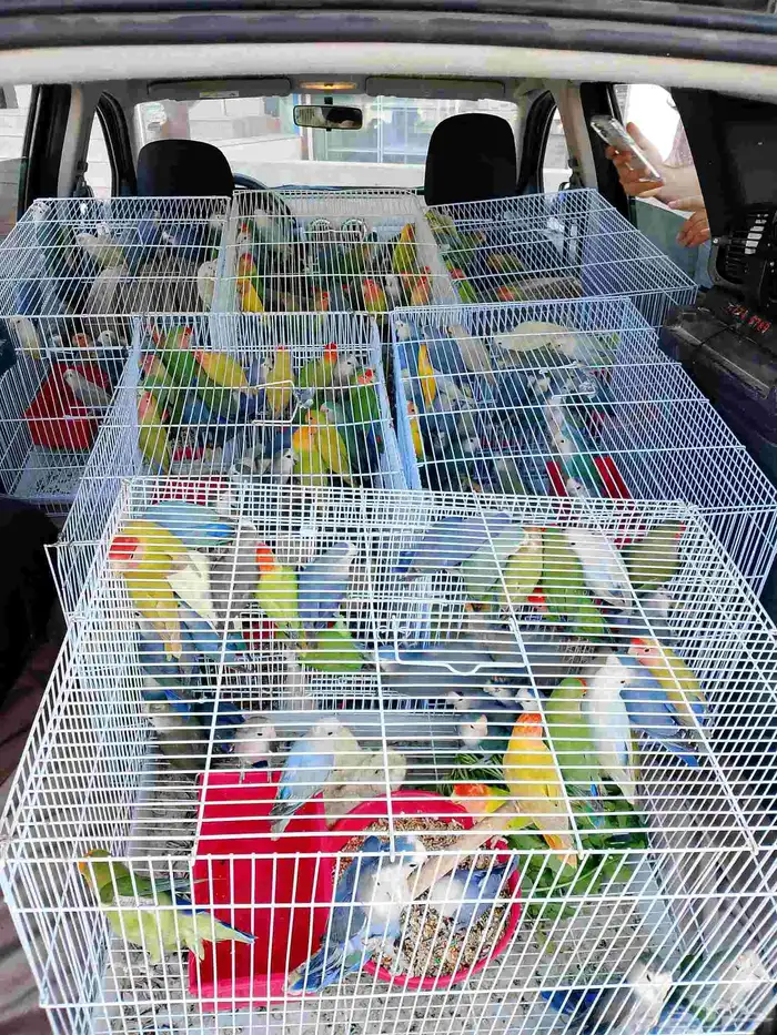 موصل طيور حيوانات اليفه أمانات 0