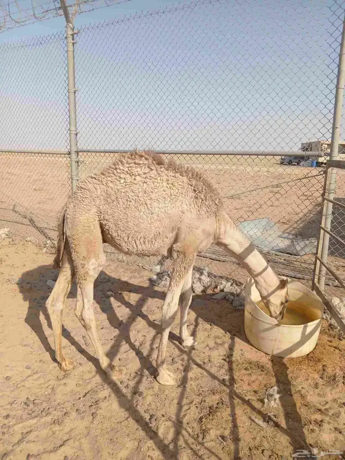قعود للبيع في ضواحي حفرالباطن 5