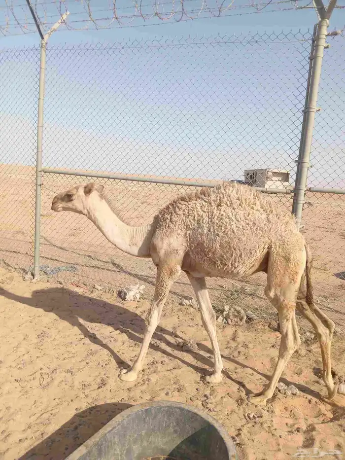 قعود للبيع في ضواحي حفرالباطن 3