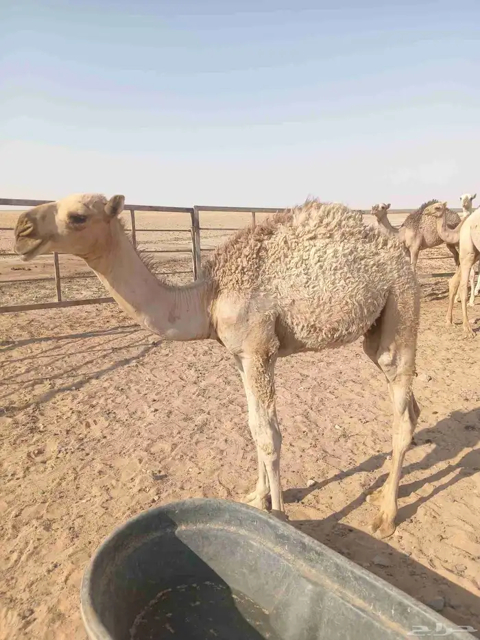 قعود للبيع في ضواحي حفرالباطن 1