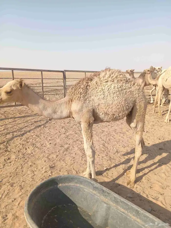 قعود للبيع في ضواحي حفرالباطن 0