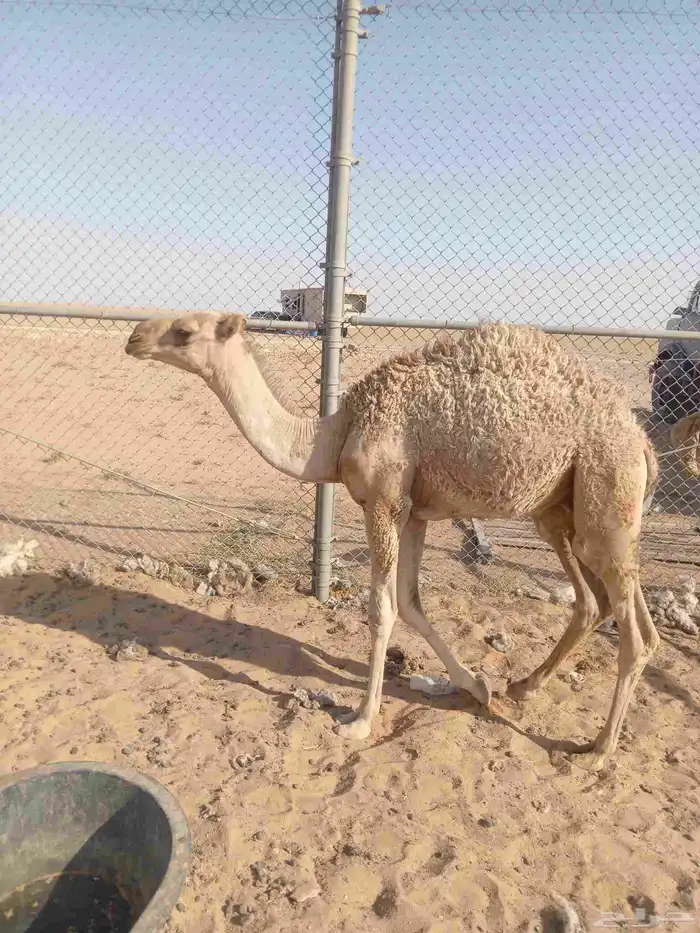 قعود للبيع في ضواحي حفرالباطن 4