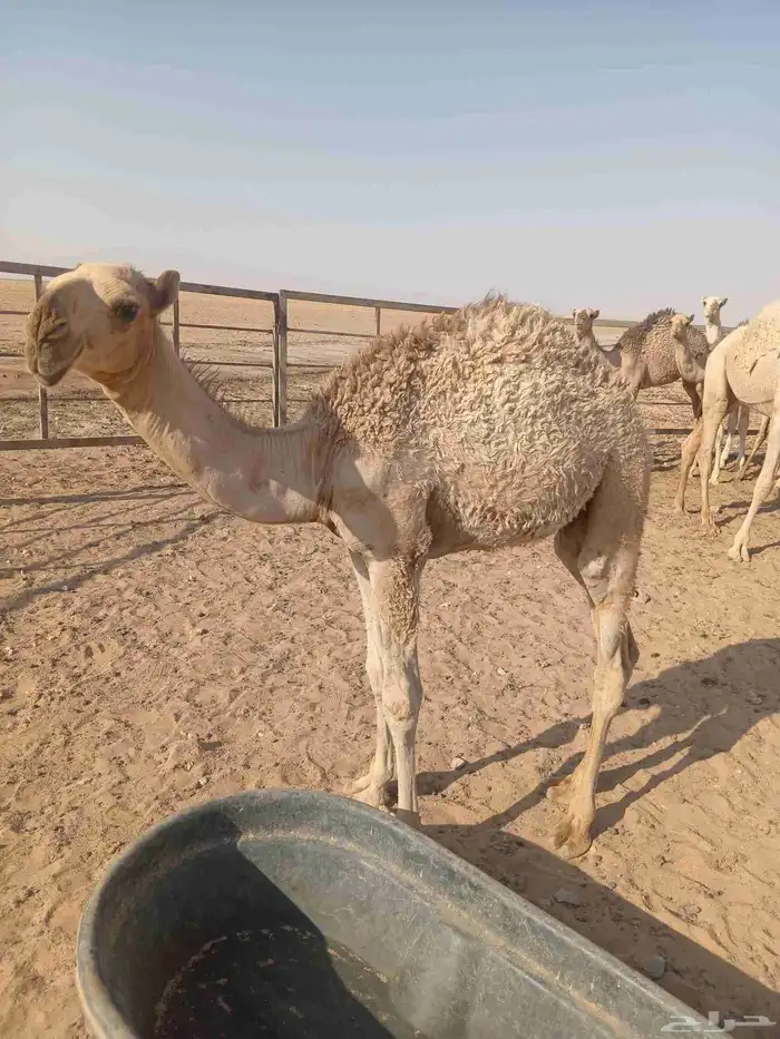 قعود للبيع في ضواحي حفرالباطن 2