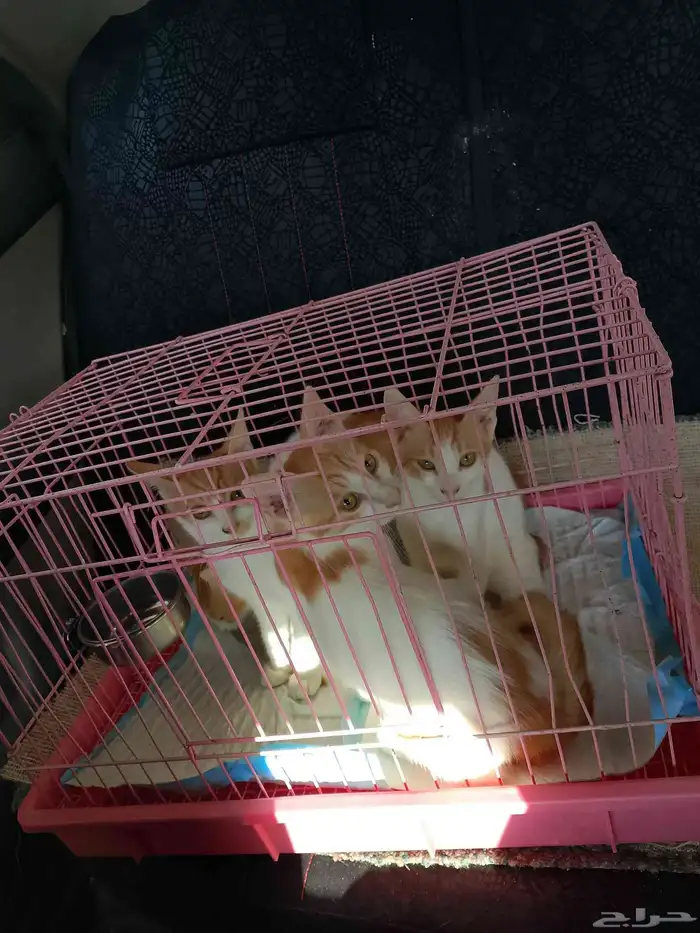 موصل طيور حيوانات اليفه أمانات 3