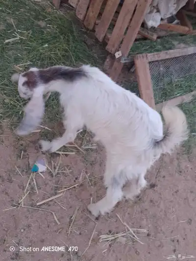 جفره ذبيحه 2