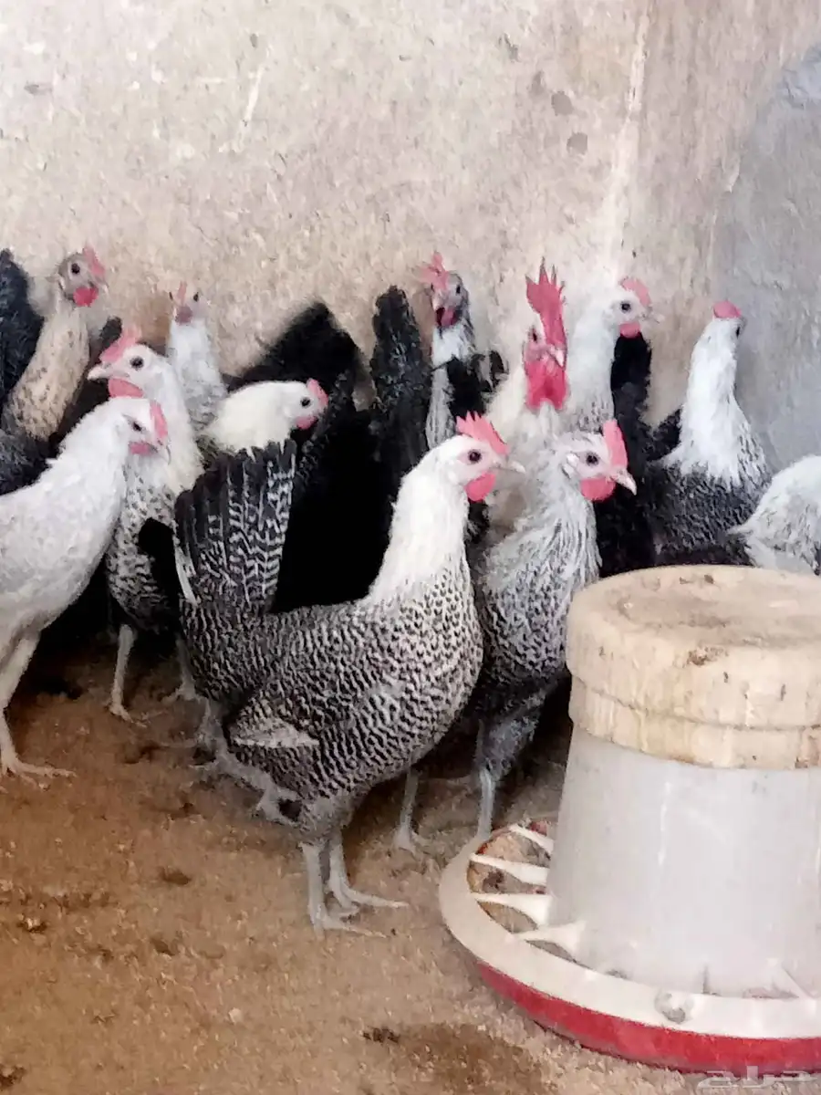 دجاج فيومي بياض 0