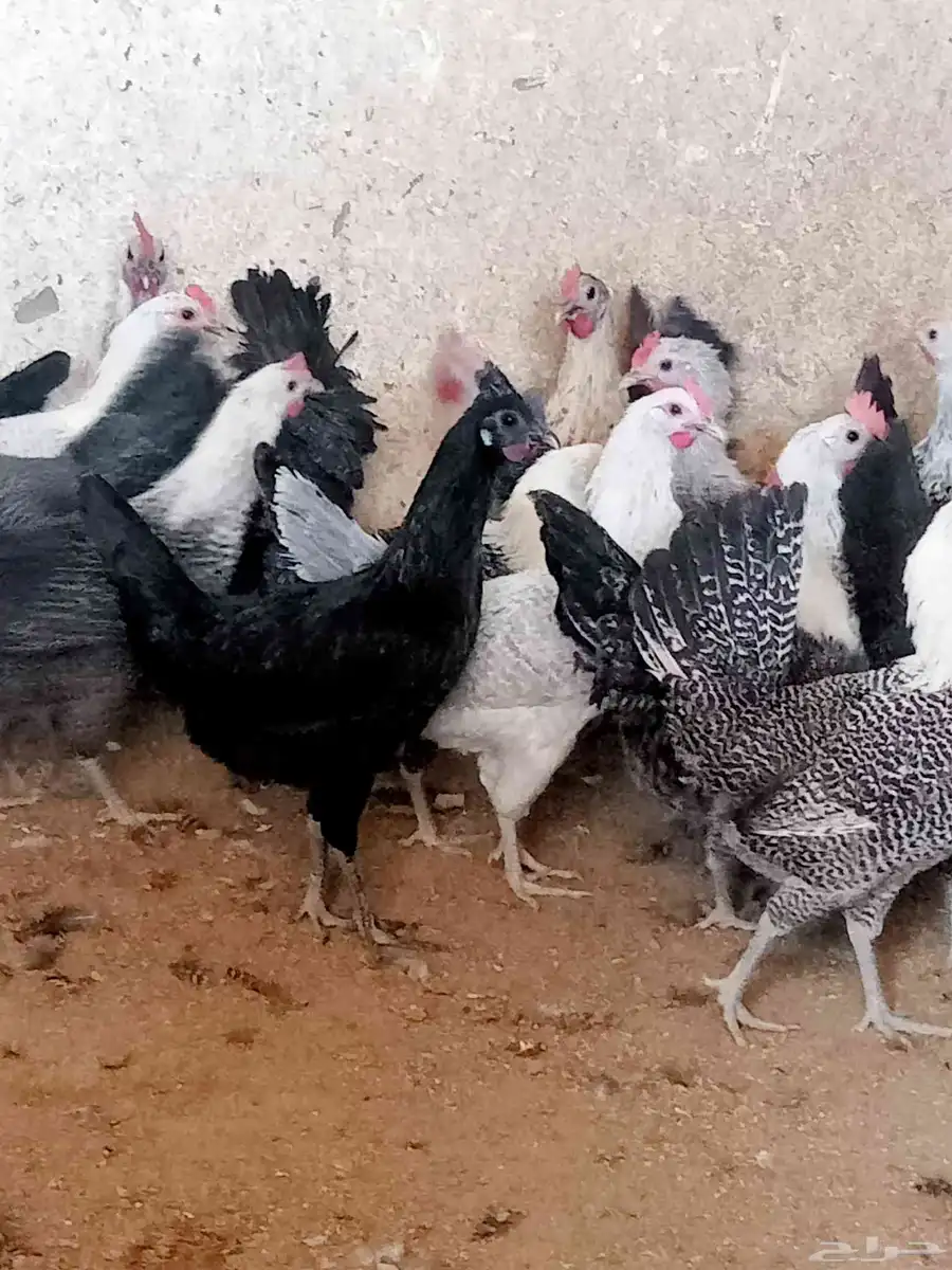 دجاج فيومي بياض 1