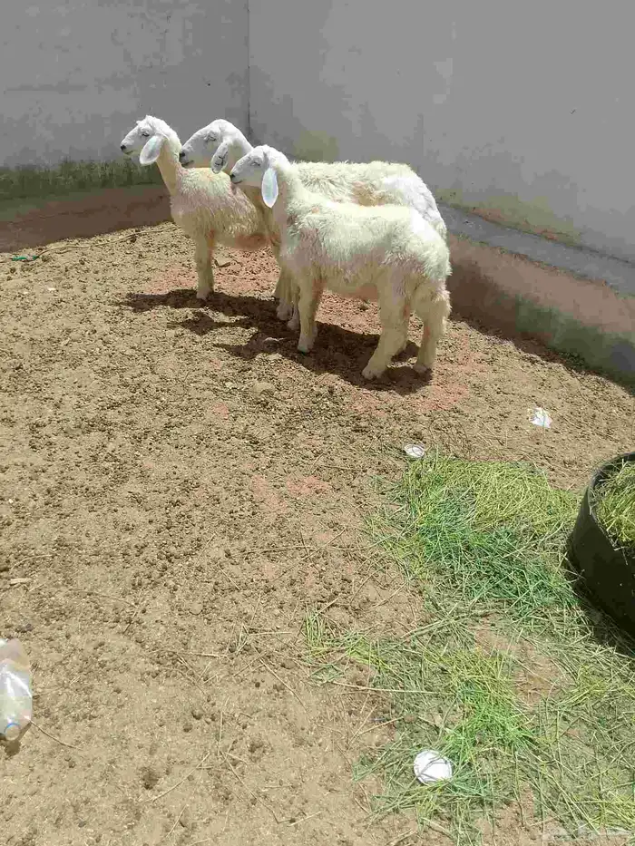 شاه خلفه معاها اثنين عيالها ذبايح 0