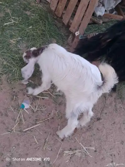 جفره ذبيحه 1