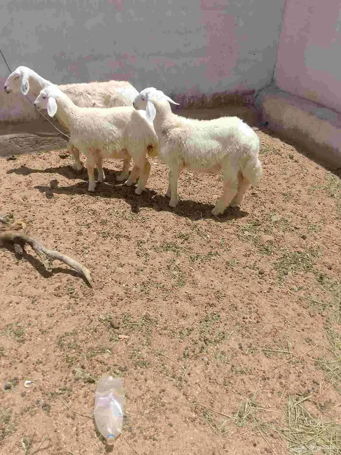 شاه خلفه معاها اثنين عيالها ذبايح 2