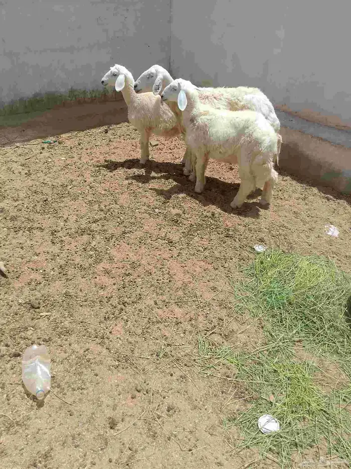 شاه خلفه معاها اثنين عيالها ذبايح 1