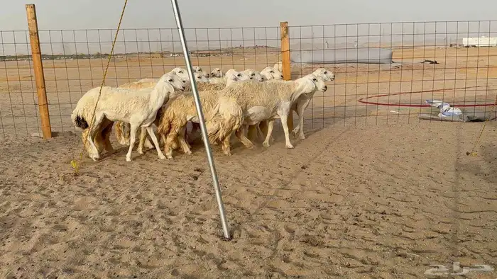 غنم حريات رخال 7