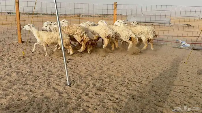 غنم حريات رخال 8