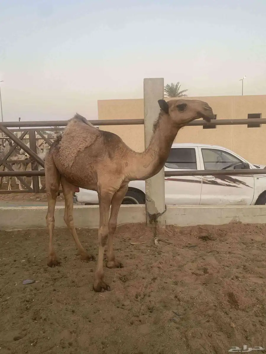 بكار عدد 2 وقعود صفر index