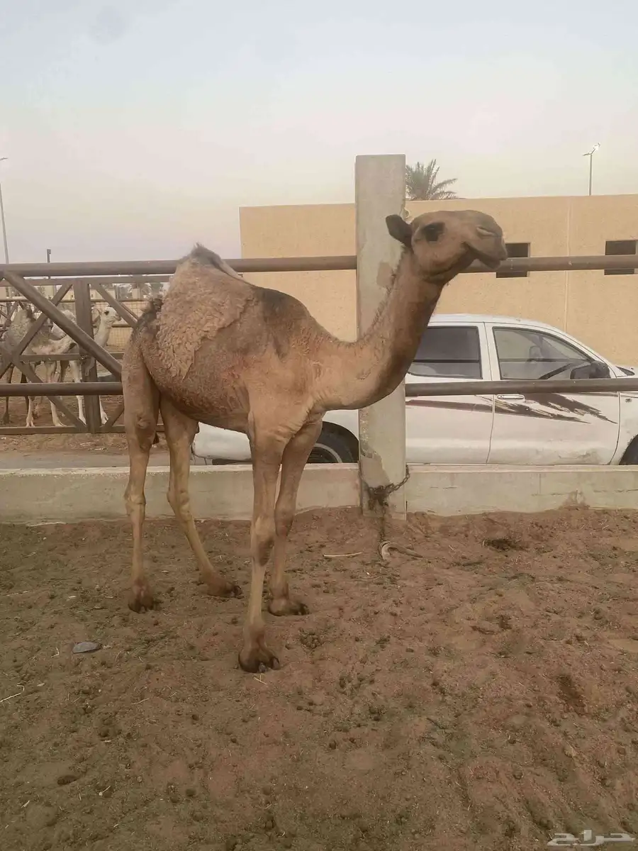 بكار عدد 2 وقعود صفر index