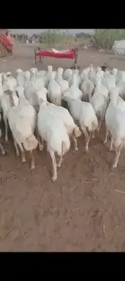 ضان اكبر فيديوهات على الشرط 4
