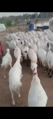 ضان اكبر فيديوهات على الشرط 3
