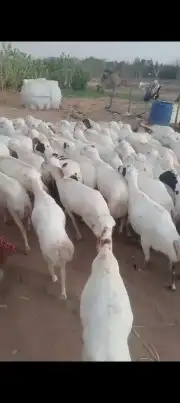 ضان اكبر فيديوهات على الشرط 2