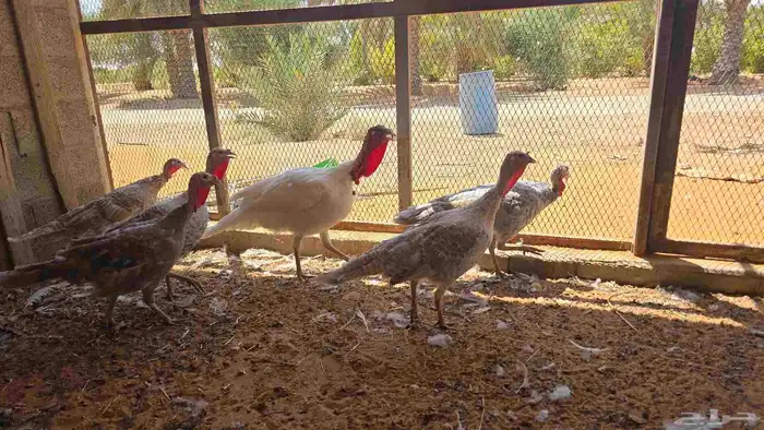 دجاج رومي بياض 0