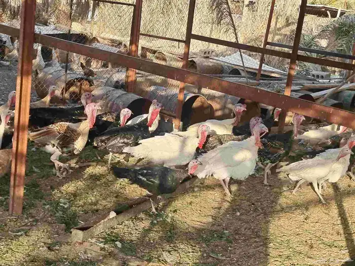 دجاج رومي بياض 1