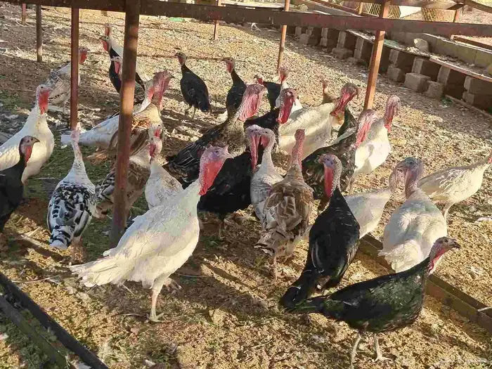 دجاج رومي بياض 0