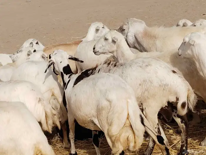 ضأن ميدي درجه اولا 1