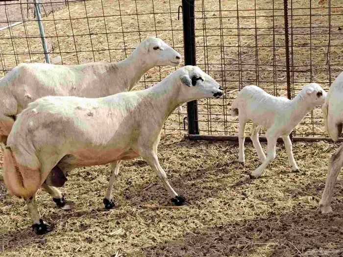 ضأن ميدي درجه اولا 10