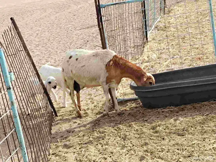 ضأن ميدي درجه اولا 8