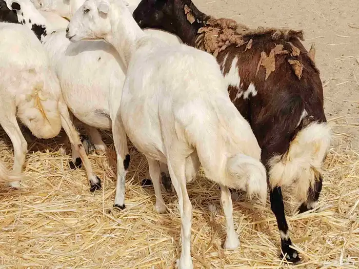 ضأن ميدي درجه اولا 5