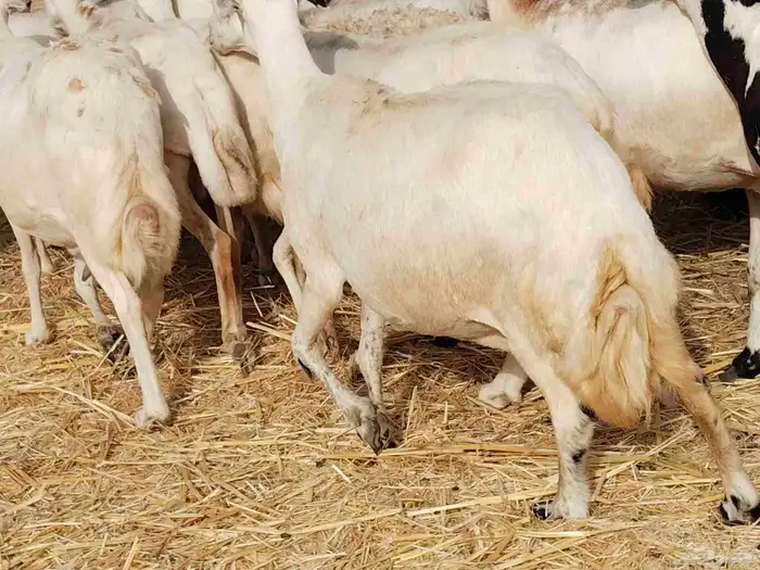 ضأن ميدي درجه اولا 2