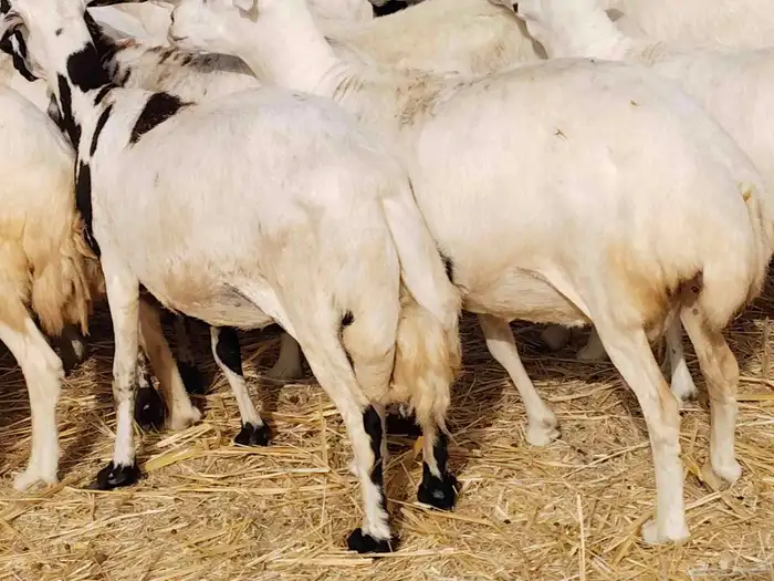 ضأن ميدي درجه اولا 4