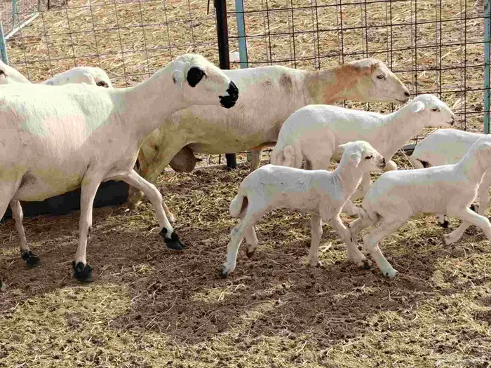 ضأن ميدي درجه اولا 9