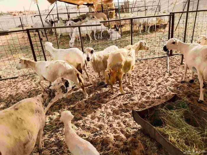 ضأن ميدي درجه اولا 12