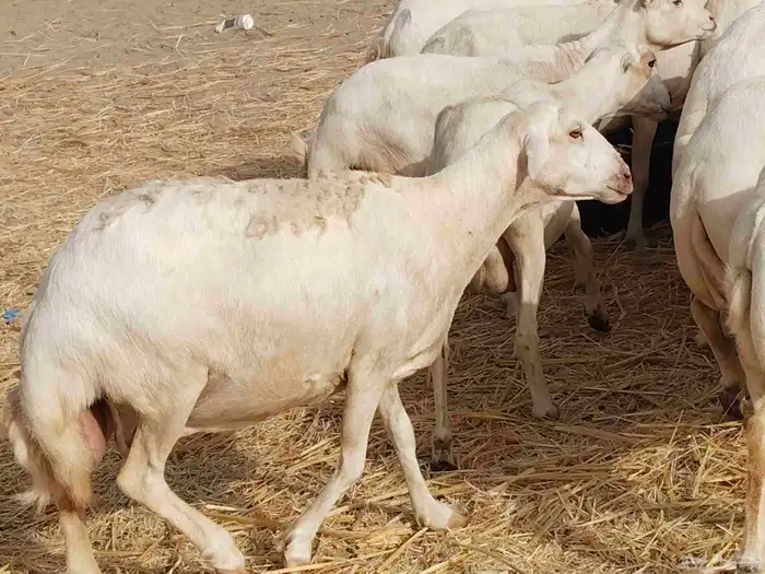 ضأن ميدي درجه اولا 7