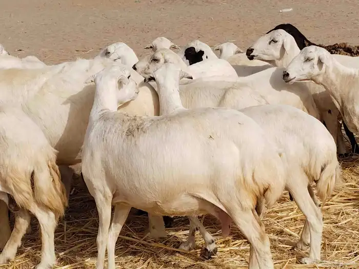 ضأن ميدي درجه اولا 0