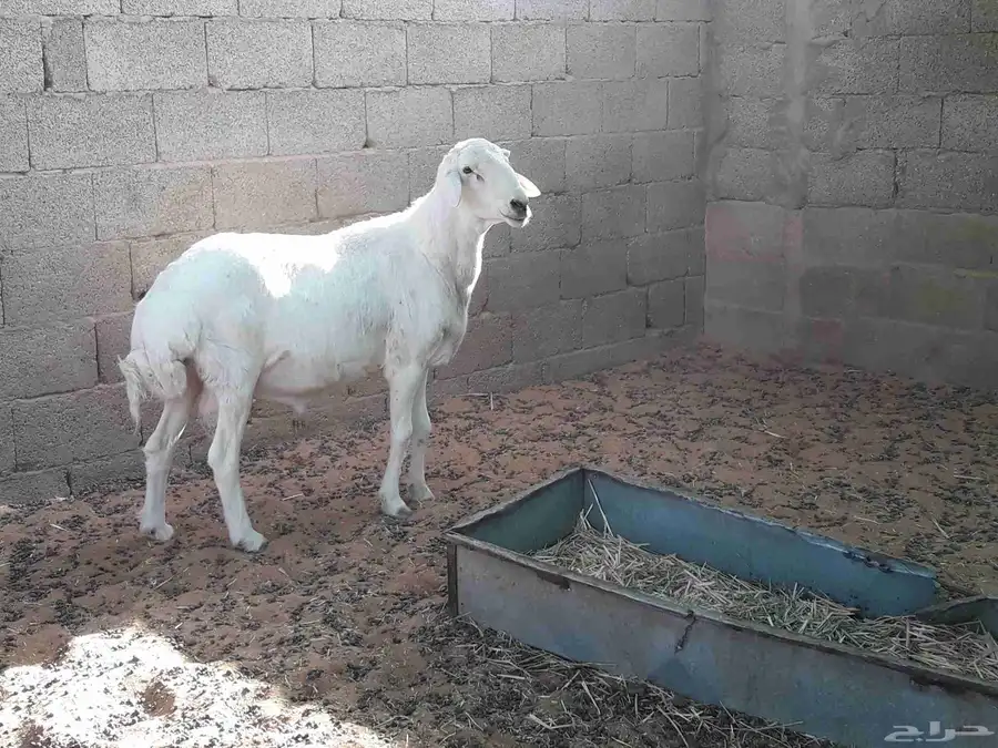 فحل تيس عارضي وفحل حري 4