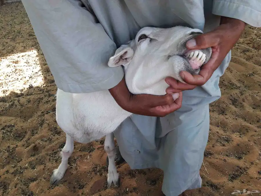 فحل تيس عارضي وفحل حري 5