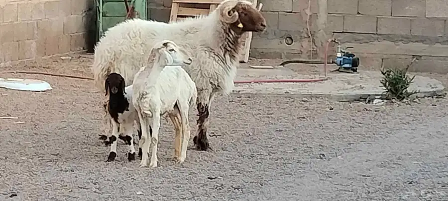 فحل نعيم مشروط النسف والقريع والإنتاج index