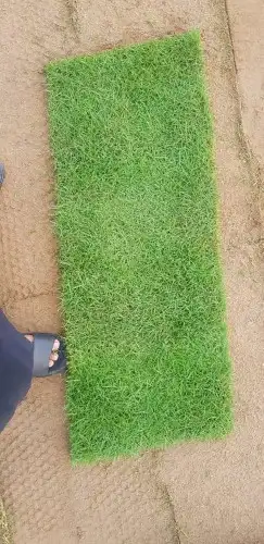 للبيع نجيله خضراء 4