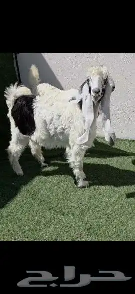 جفرتين عوارض ربد خصم 1